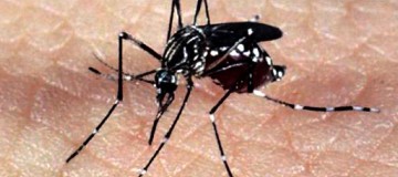 São Paulo tem 267,6 mil casos de dengue este ano