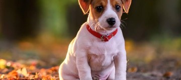 Projeto aprimora lei de proteção a animais de rua