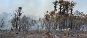 Incêndio na BRF em Uberlândia é extinto após 36 horas de combate