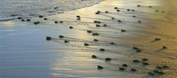 Projeto Tamar anuncia marca de 40 milhões de tartarugas protegidas