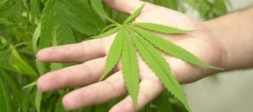 Anvisa discute plantio de maconha para pesquisa e uso medicinal