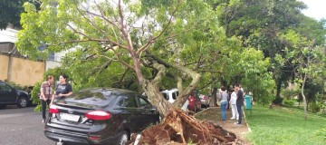 Árvore cai e atinge 3 veículos no Bairro Santa Maria, em Uberlândia