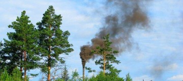 Natureza pode ser melhor que tecnologia para reduzir poluição do ar