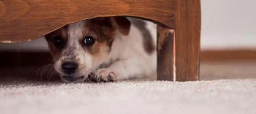 Como proteger seu cachorro ou gato do barulho dos fogos de artifício