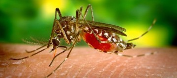 Número de casos de Dengue dobram em Uberlândia, sinal de alarde