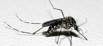 Uma morte por dengue está em investigação em Uberaba