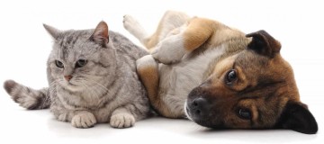 Animais de estimação podem transmitir ou ser infectados pelo coronavírus?