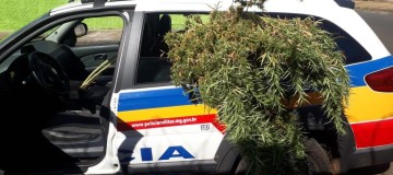 Suspeito é preso com 3 pés de maconha em residência de Uberaba