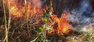 Incêndio florestal atinge 4 hectares de área de preservação em Araguari