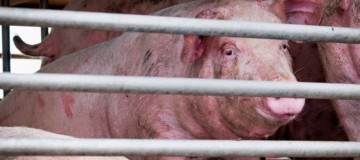 Novo vírus da gripe suína com 'potencial pandêmico' é encontrado na China