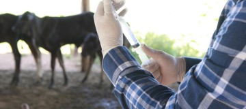 Produtores rurais podem solicitar vacinação contra brucelose