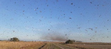 Temperatura próxima de 0ºC deve afastar nuvem de gafanhotos do Brasil