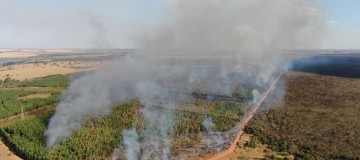 Corpo de Bombeiros combate fogo em área de eucaliptos em Uberlândia