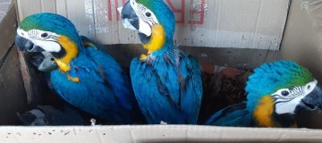 Dezenas de araras são apreendidas em Uberlândia