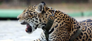 Relatório mostra falhas no combate ao tráfico de animais silvestres