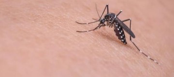 Uberlândia registra 60 casos de dengue em um mês