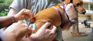 Vacinação Antirrábica começa neste sábado (7) na zona urbana em Uberlândia