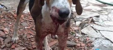Homem é preso ao agredir cachorro do vizinho em chácara de Uberlândia