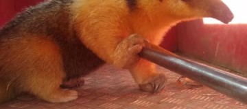Corpo de Bombeiros resgata tamanduá na área urbana de Uberlândia