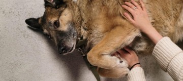 Como calcular a idade de um cão?