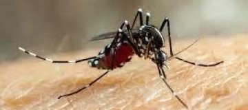 Uberlândia tem mais duas mortes causadas pela dengue