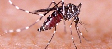 Dengue: Uberlândia confirma 7ª morte pela doença; Uberaba chega a 5 óbitos
