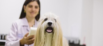 Nanotecnologia: inovação para controle da dermatite atópica canina