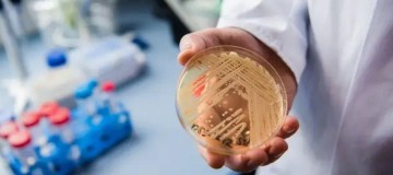 Superfungo: especialistas explicam alcance e riscos do Candida auris