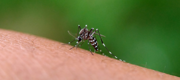 Uberlândia registra primeira morte por chikungunya da história