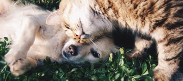 Vacinação antirrábica: Veja onde vacinar cães e gatos em Uberlândia