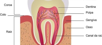 Reabsorção radicular - CEDDRO Radiologia e Tomografia Digital