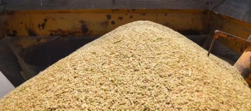 Tribunal suspende liminar que impedia leilão de arroz do governo federal