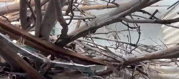 Árvore desaba durante chuva em Uberlândia e destrói restaurante