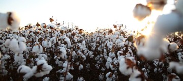 Mês do Algodão: Brasil segue líder em exportação e produção sustentável