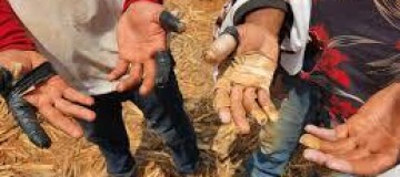 Denúncias de trabalho escravo atingem novo recorde no Brasil