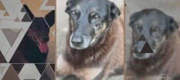 ‘Se eu tivesse visto batendo no cachorro, eu diria’, diz porteiro