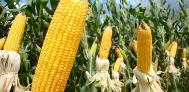 Produção do milho safrinha deve ser a maior da história