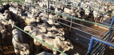 Espírito Santo terá etapa do Circuito Nelore de Qualidade em agosto