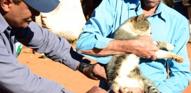 Vacinação antirrábica continua na zona rural de Uberlândia