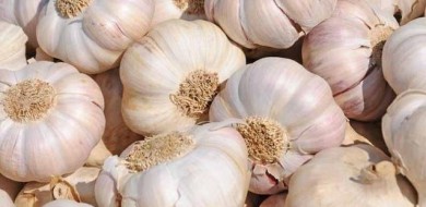 Alho, milho, café e algodão terão custos de produção atualizados, diz Conab