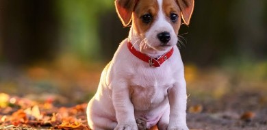 Projeto aprimora lei de proteção a animais de rua