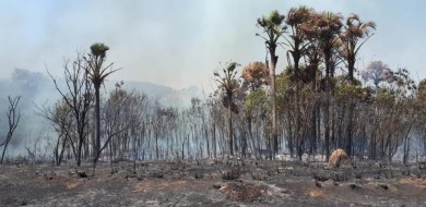 Incêndio na BRF em Uberlândia é extinto após 36 horas de combate