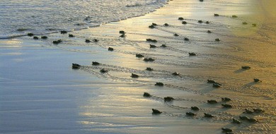Projeto Tamar anuncia marca de 40 milhões de tartarugas protegidas