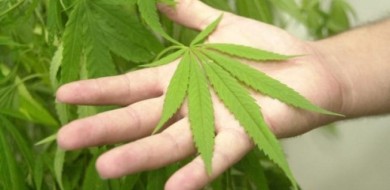 Anvisa discute plantio de maconha para pesquisa e uso medicinal