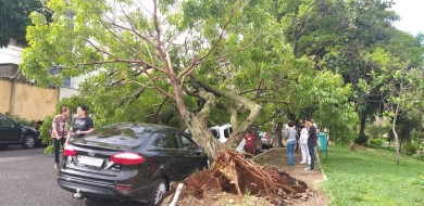 Árvore cai e atinge 3 veículos no Bairro Santa Maria, em Uberlândia