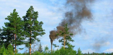 Natureza pode ser melhor que tecnologia para reduzir poluição do ar