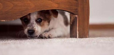 Como proteger seu cachorro ou gato do barulho dos fogos de artifício