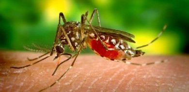 Número de casos de Dengue dobram em Uberlândia, sinal de alarde