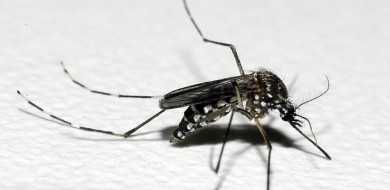 Uma morte por dengue está em investigação em Uberaba