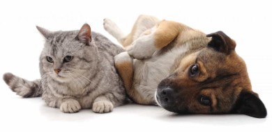 Animais de estimação podem transmitir ou ser infectados pelo coronavírus?